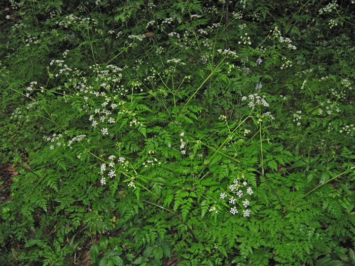 藁本为伞形科植物藁本或辽宁藁本的根茎