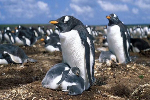 企鹅英文怎么发音penguin