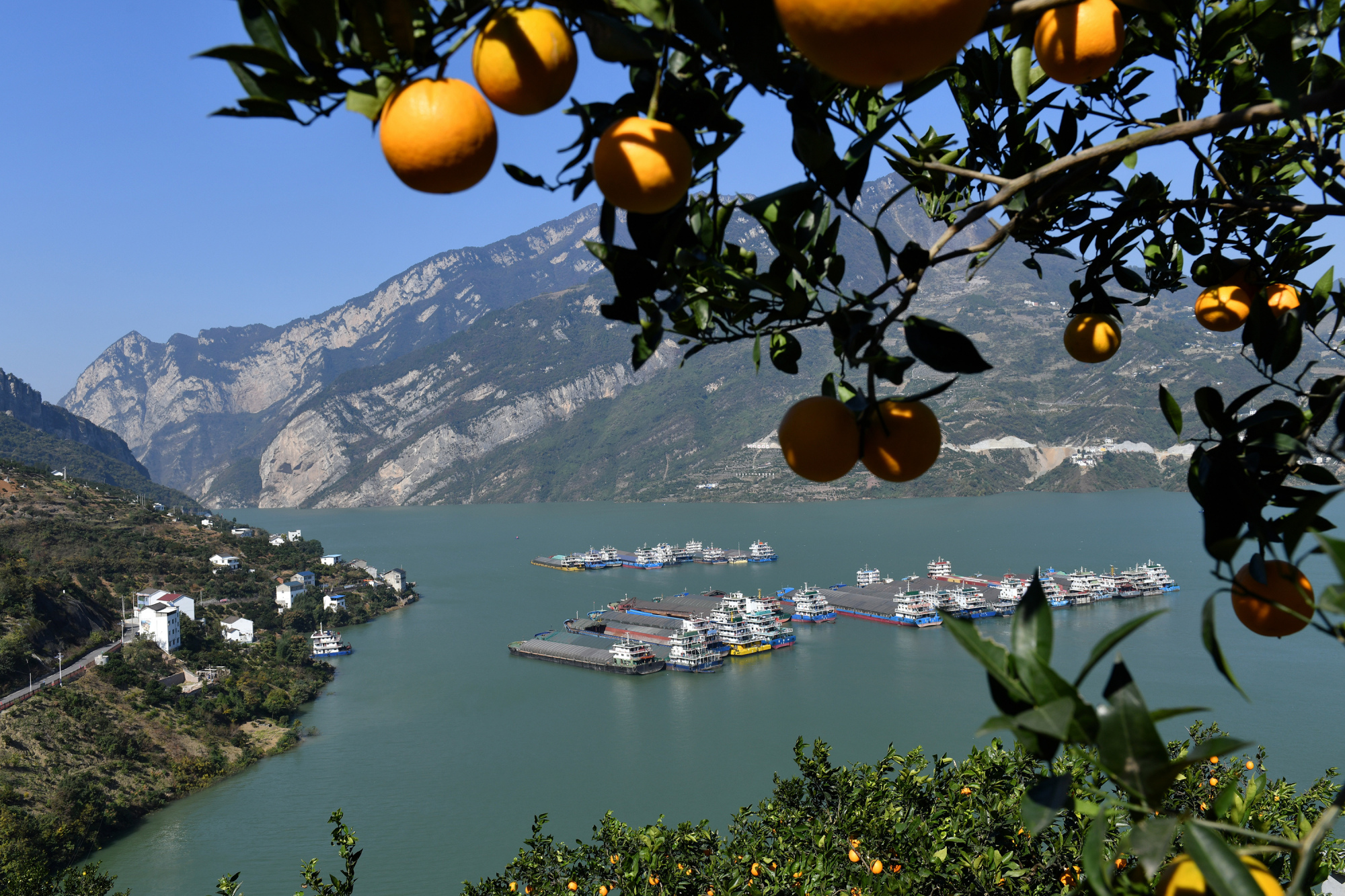 湖北秭归:橙黄橘绿映峡江