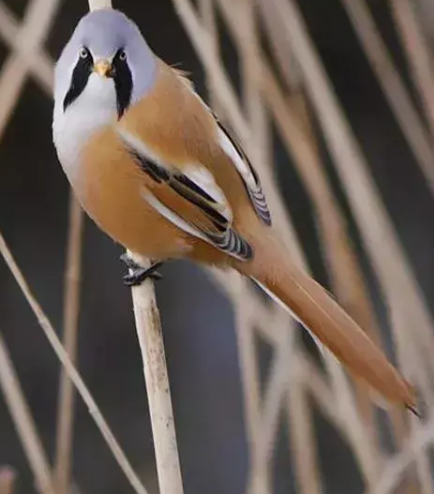 长相丑萌的小鸟-文须雀