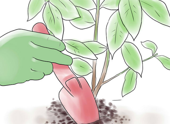 玉树根系不发达怎么办