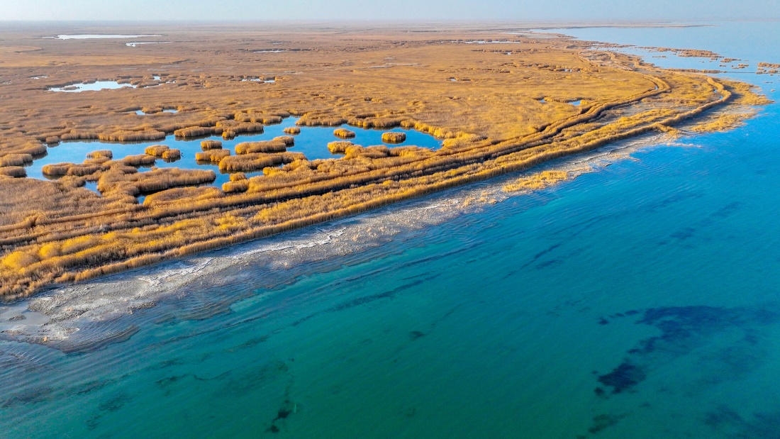 新疆博斯腾湖湿地 芦苇摇曳景色美