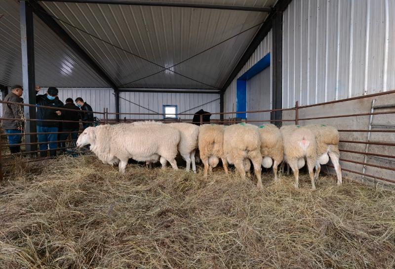 市农牧所开展草原短尾羊育种 核心群种羊鉴定与选配工作