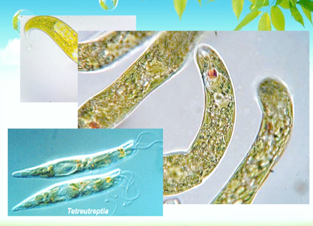 眼虫:一种介于动物与植物之间的单细胞生物