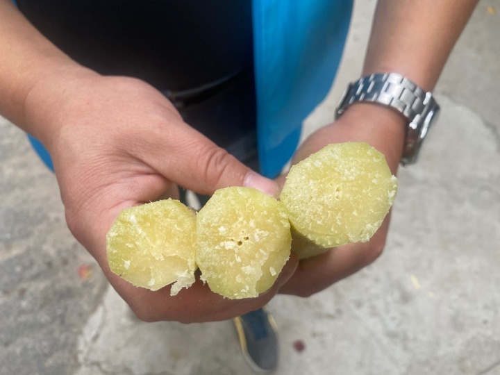 如果不及时抢收的话,后期甘蔗空心,长侧芽的情况可能会更严重,甘蔗的