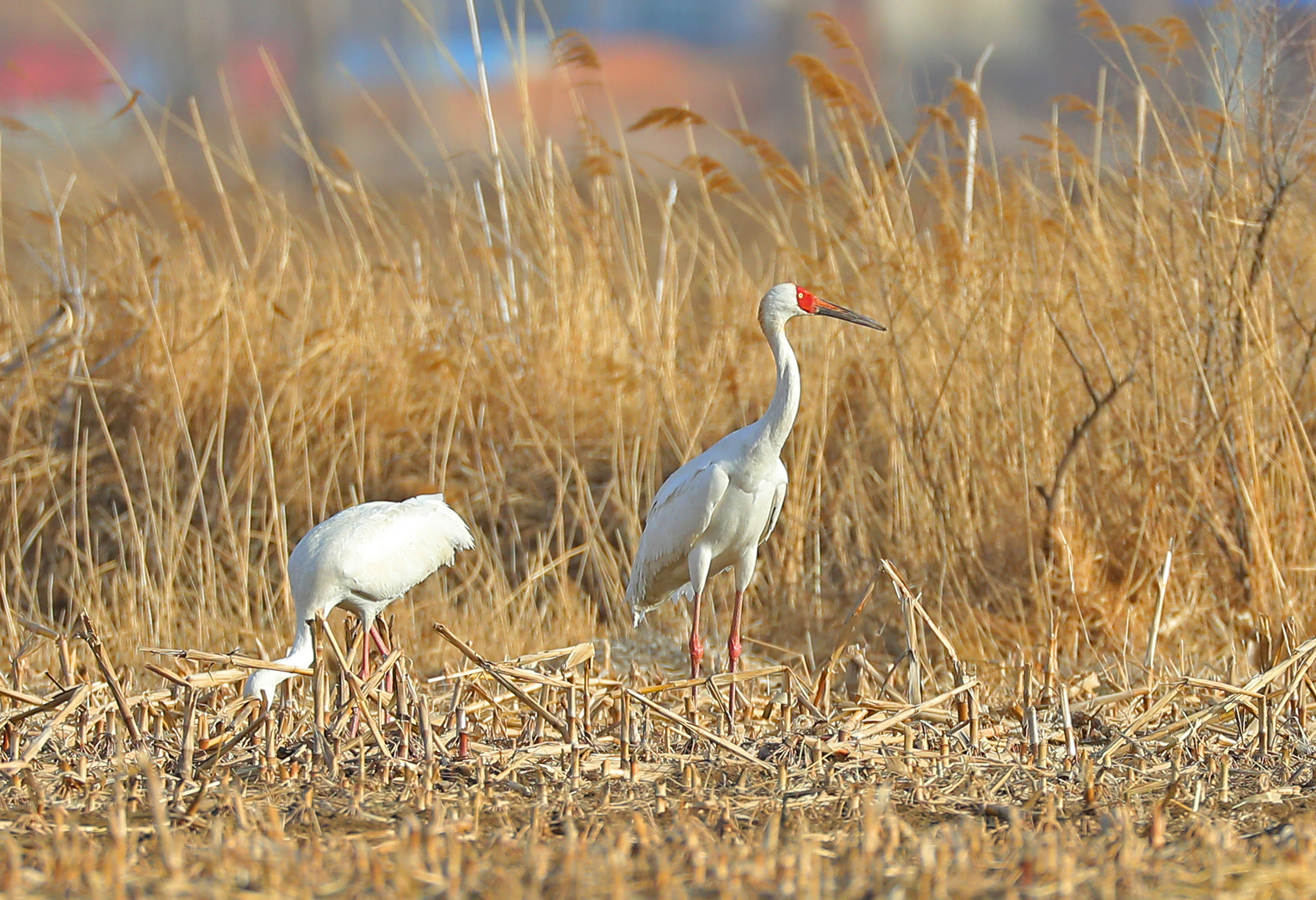 辽宁法库:獾子洞湿地迎来候鸟迁徙高峰期