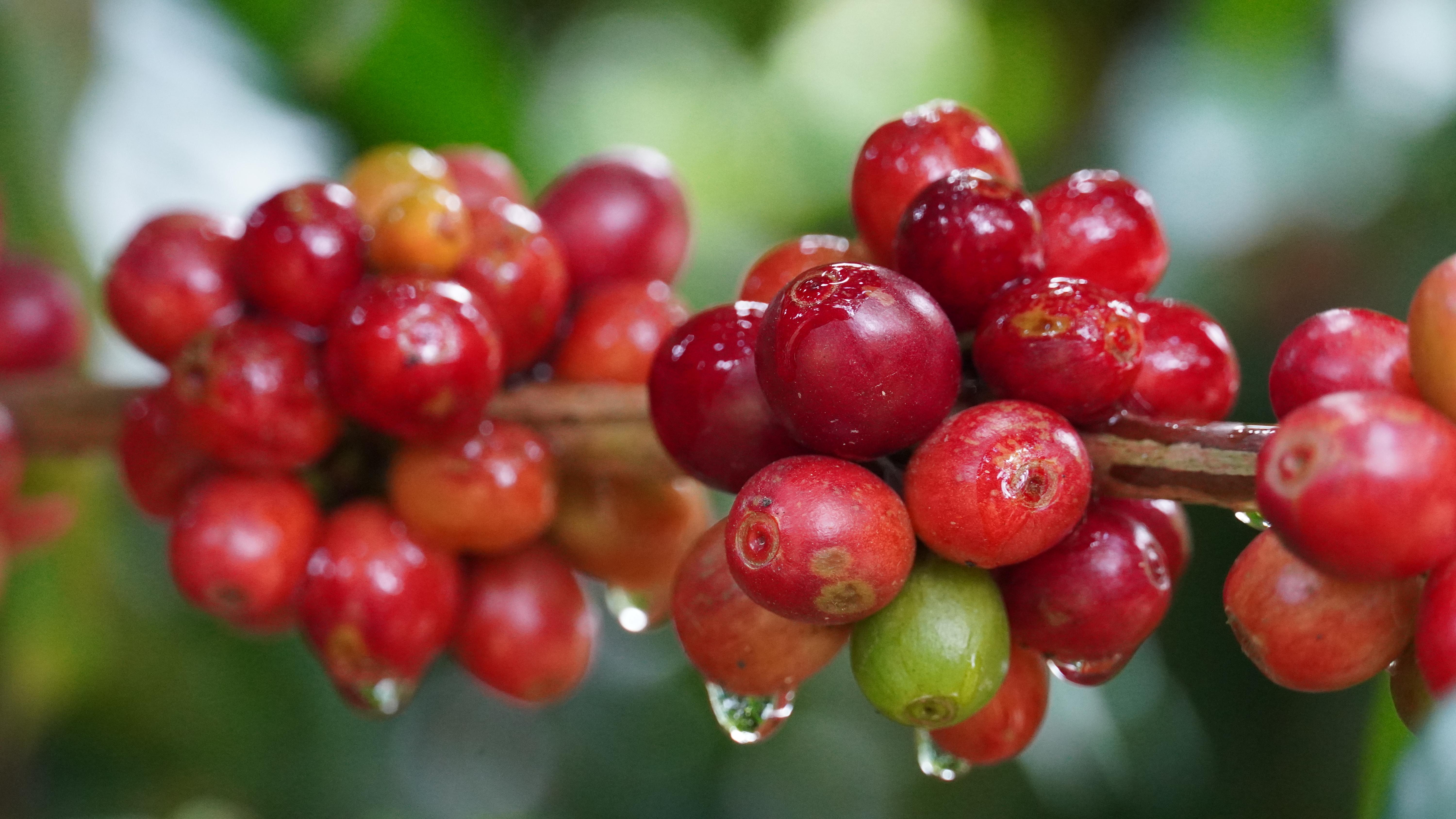 云南思茅23.15万亩咖啡迎丰收