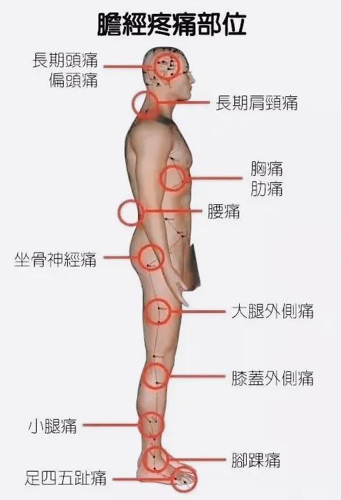 腿上对应的五脏六腑图图片