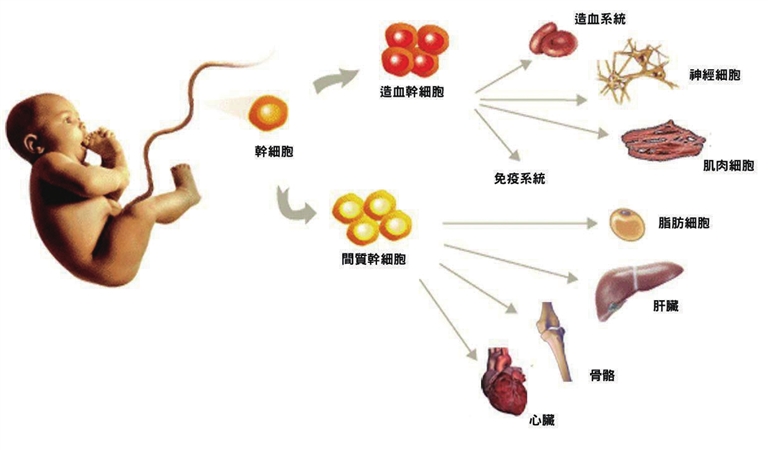 拥有相同基因组的细胞演变成不同类型细胞的过程称为