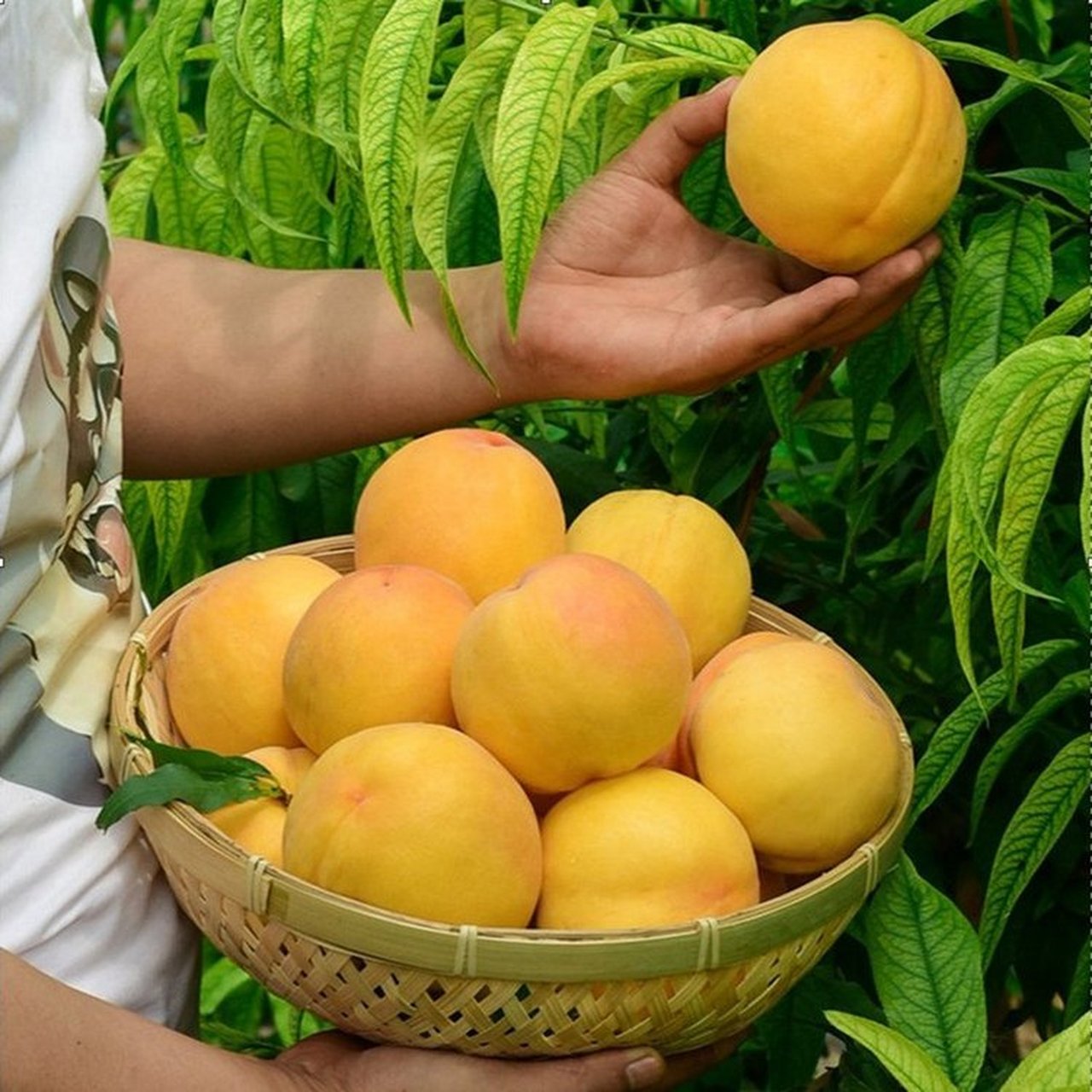 黄金脆桃,也称金秋超黄桃,8月下旬成熟,可挂树到9月上中旬.