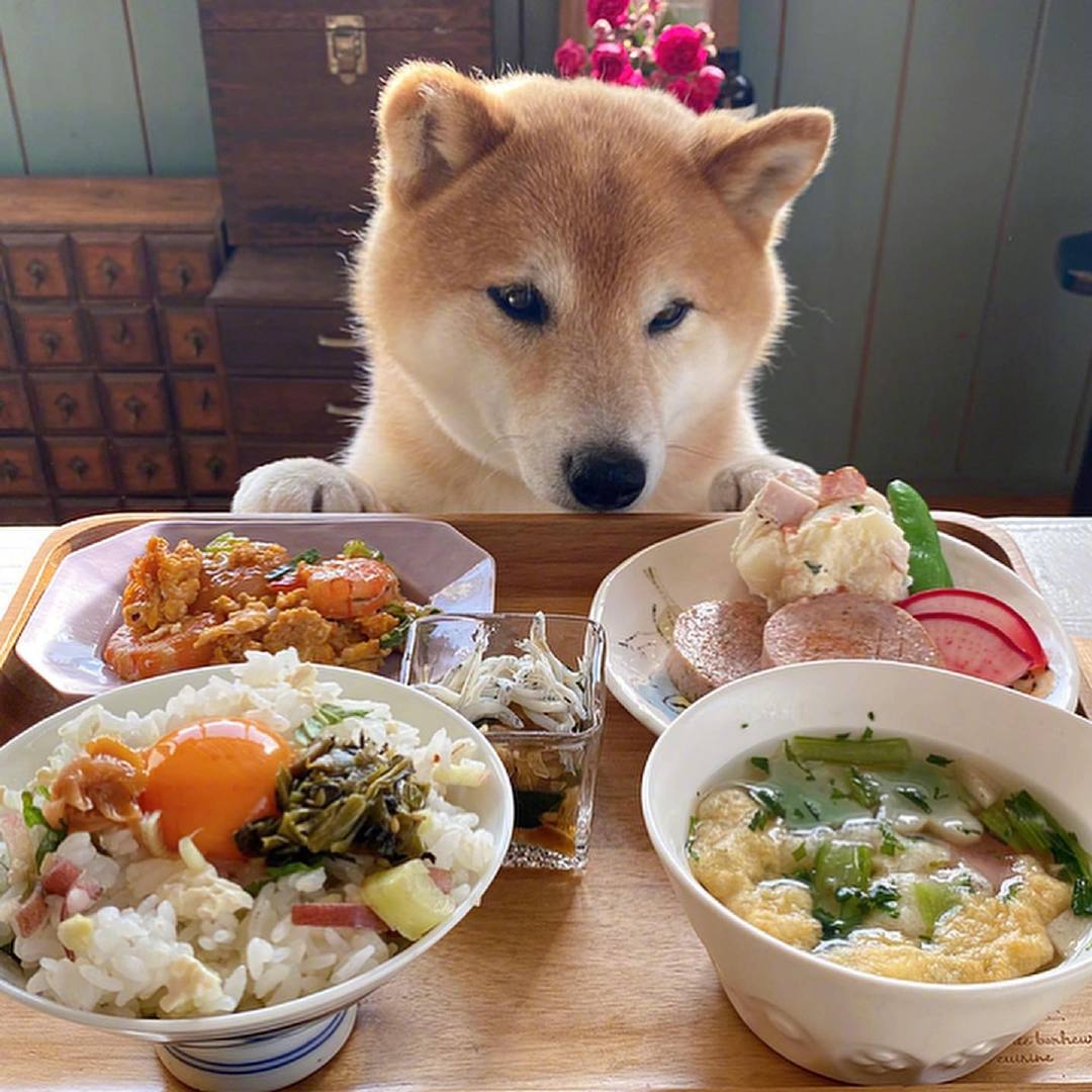 一只柴犬的丰富大餐也可以那么精致,这样的狗狗很令人羡慕!