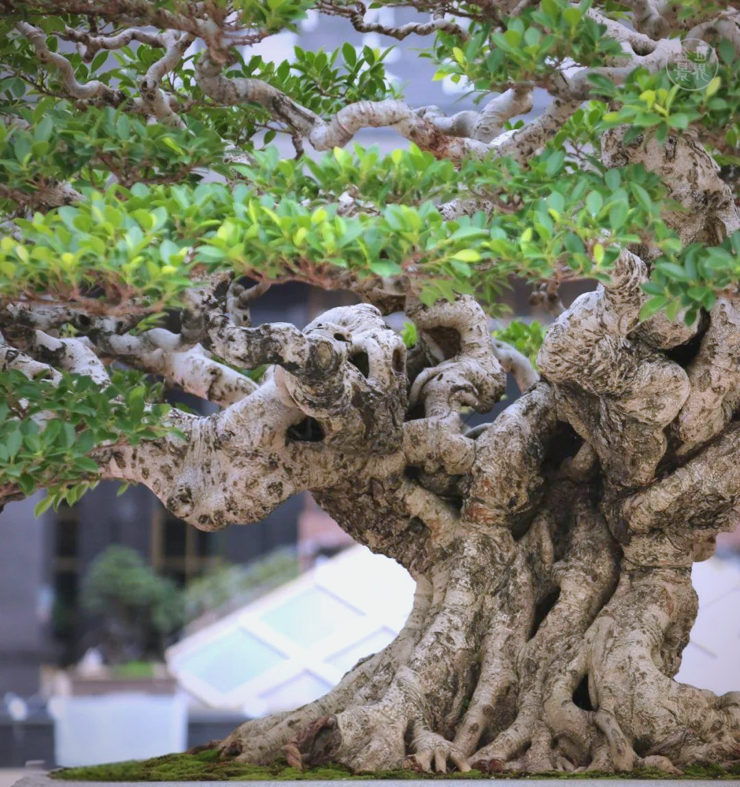 榕树盆景大师柯成昆:匠心培植的绿色传奇