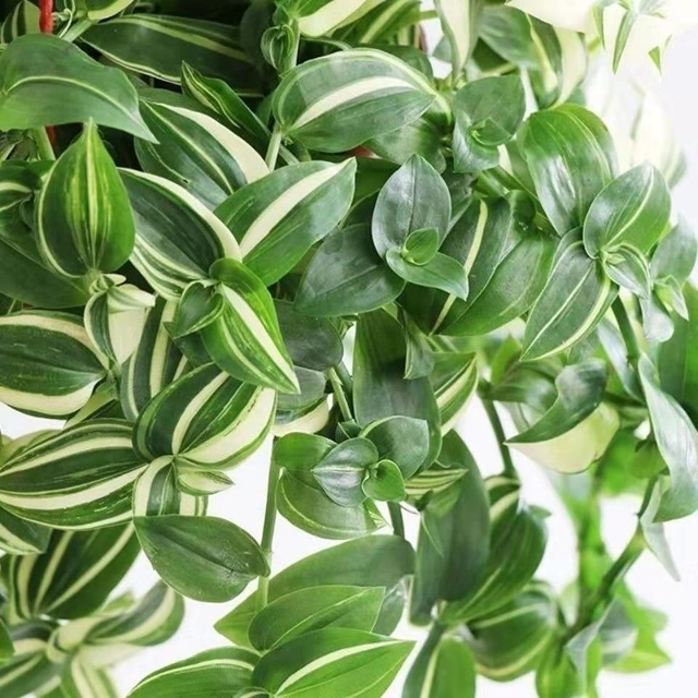 吊竹梅的风水寓意 吊竹梅生长习性和养殖方法