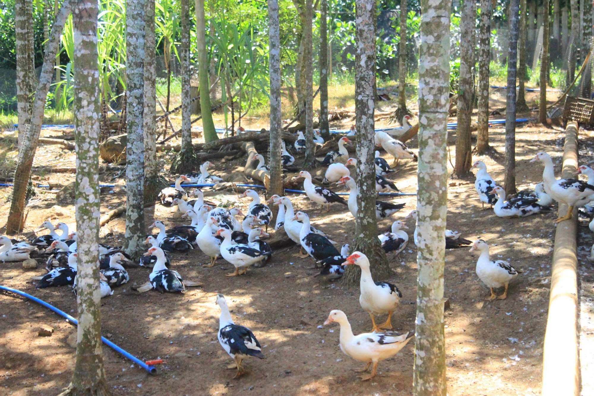 列入生物多样性示范!琼海嘉积鸭养殖将迎来"春天"