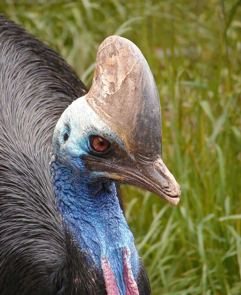 鹤鸵:一种危险而强悍的鸟类