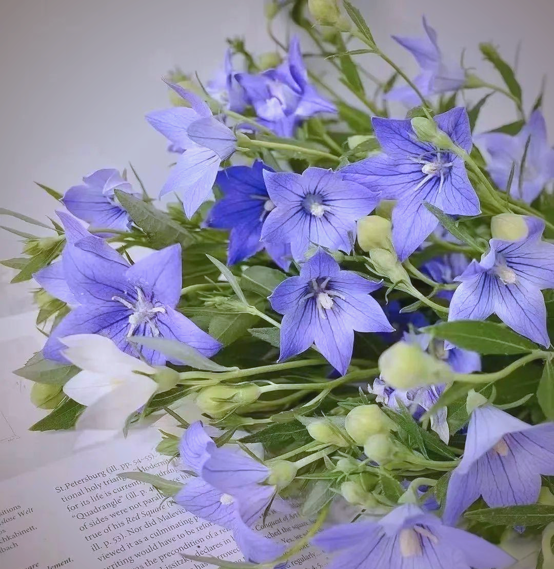 中国桔梗:不止是花,更是花语背后的故事