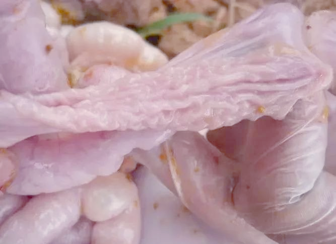 猪回肠炎的全面治疗与预防方案