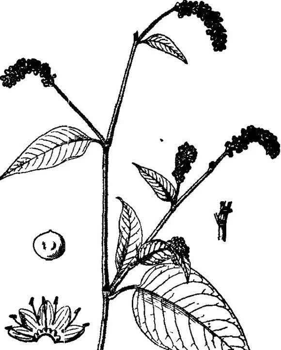 中药材:水红花子