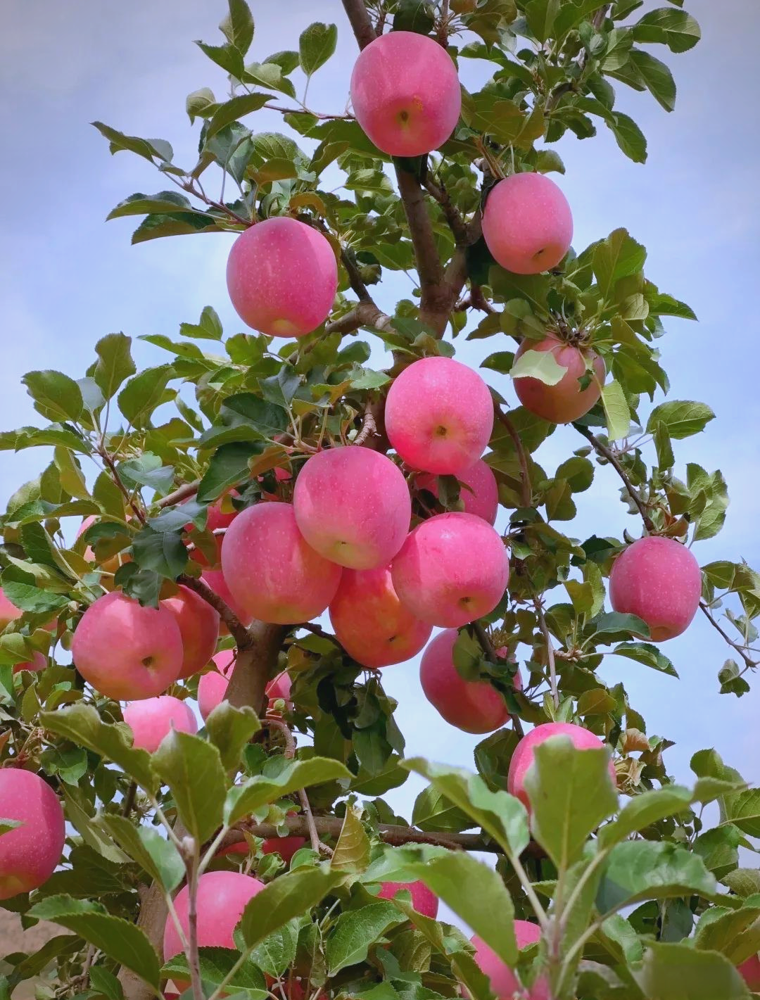 金秋时节,多种观赏果树竞相绽放