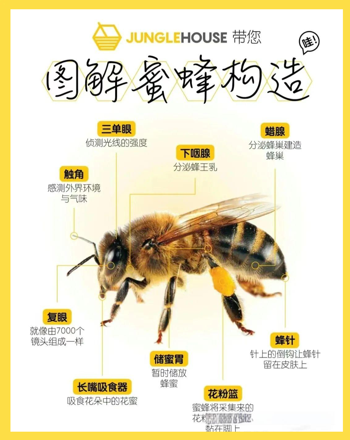 蜜蜂写生线稿教程:绘画技巧与观察力的双重锻炼