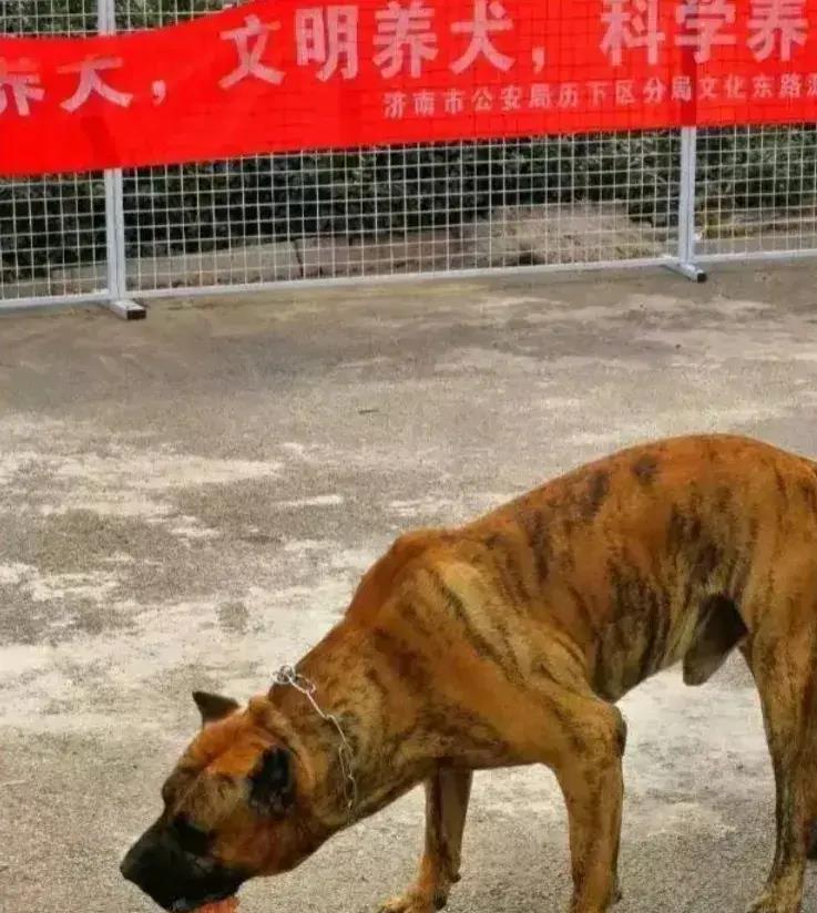 济南禁养犬图片