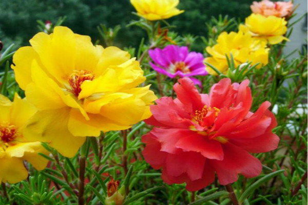 太阳花什么时候开花