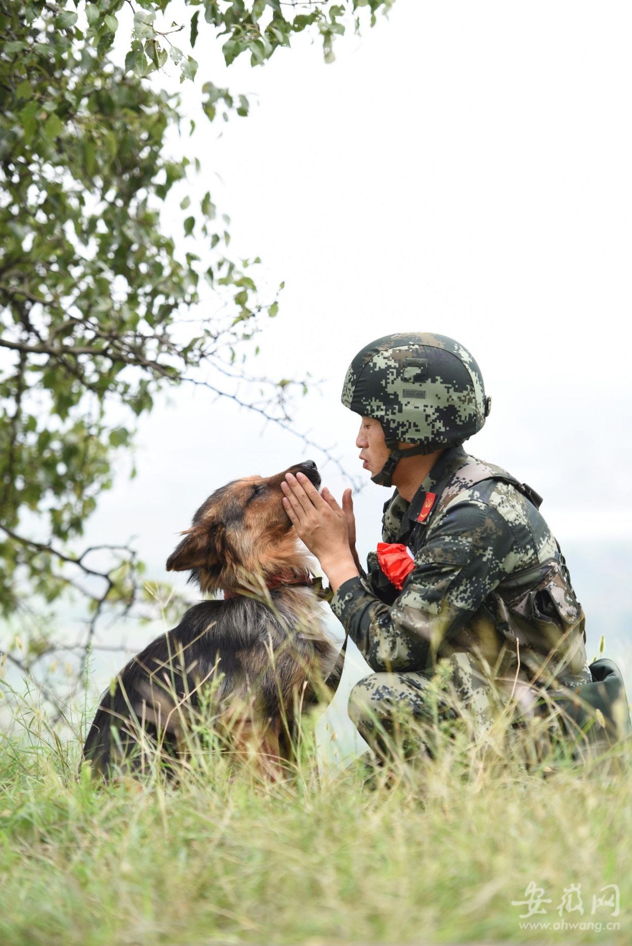 军人与军犬感人图片图片