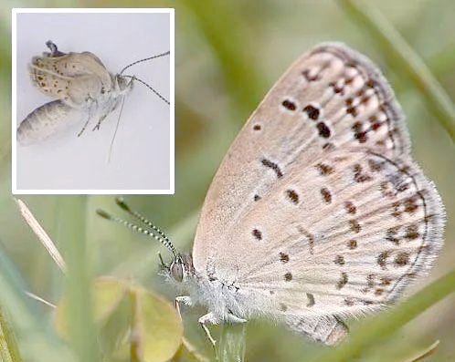 日本福岛核泄漏后的变异动植物现象