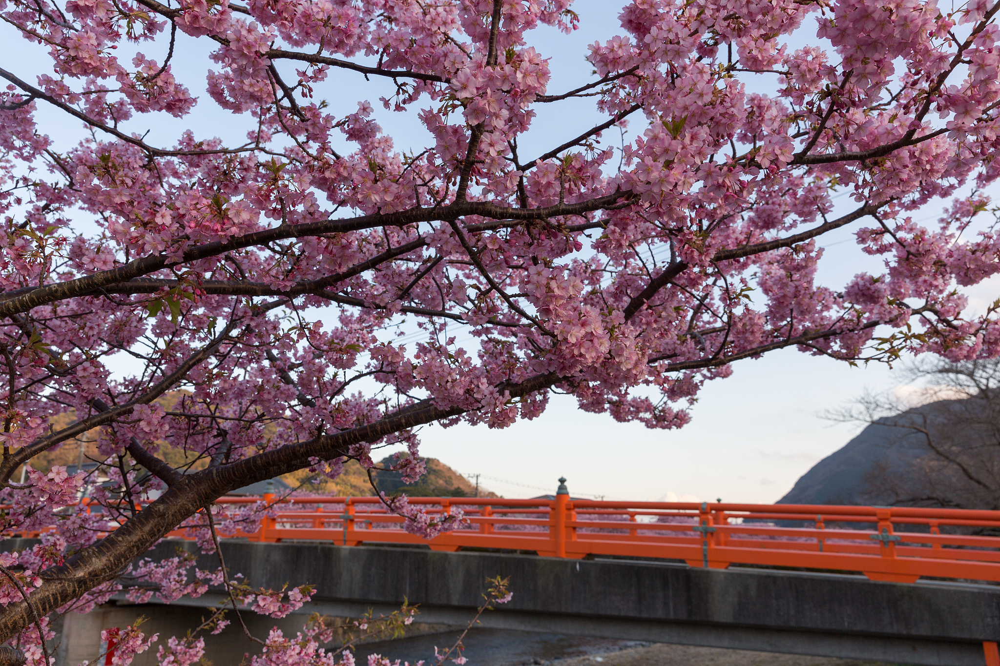 山樱花与日本樱花的区别:观赏乐趣与文化背景大不同!