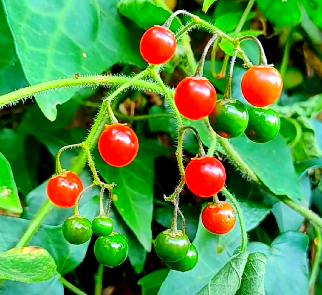 白英:清热解毒,祛风利湿的常见草本植物