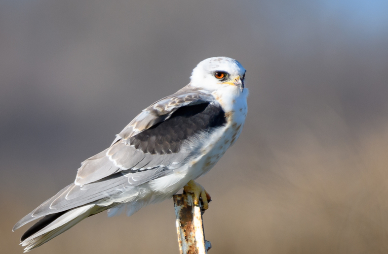 进食的白尾鸢,白尾鸢分布于北美洲西部及南美洲的部分地区