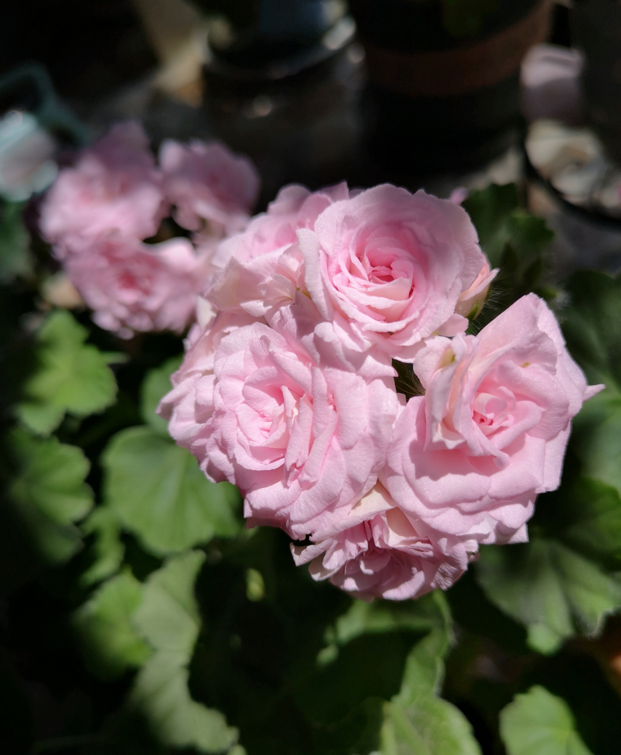 天竺葵"白鼠"—花美若玫瑰,丰花勤花,栽培简单,很值得拥有