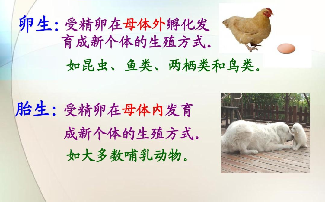 胎生动物和卵生动物的区别