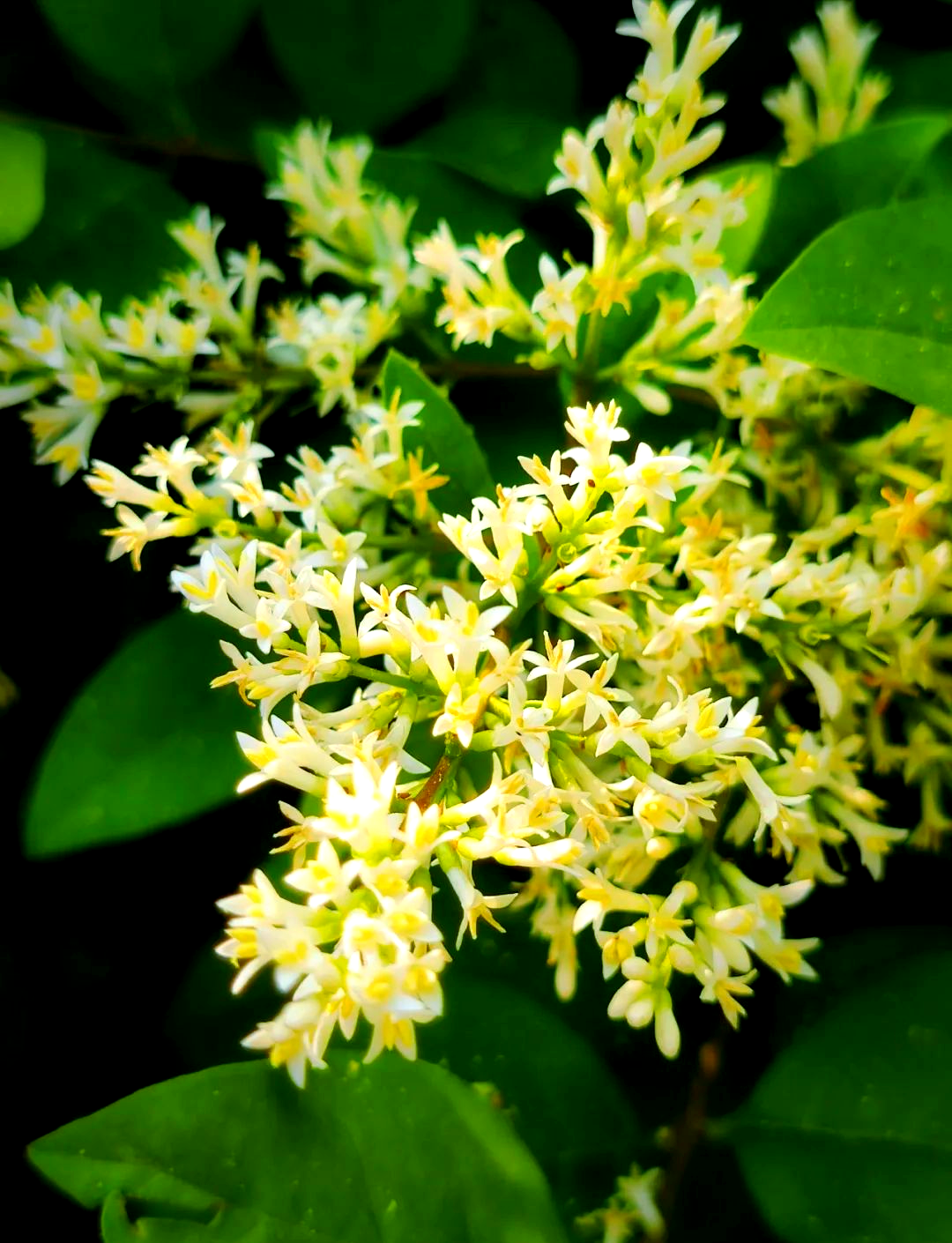 女贞树:四季常青的乔木,花开时散发青苹果的香味