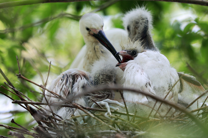 白鹭宝宝们来了!济南白鹭进入孵化哺育旺季