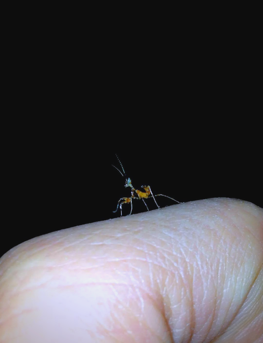 从卵到成虫:眼斑螳螂的神奇成长之旅