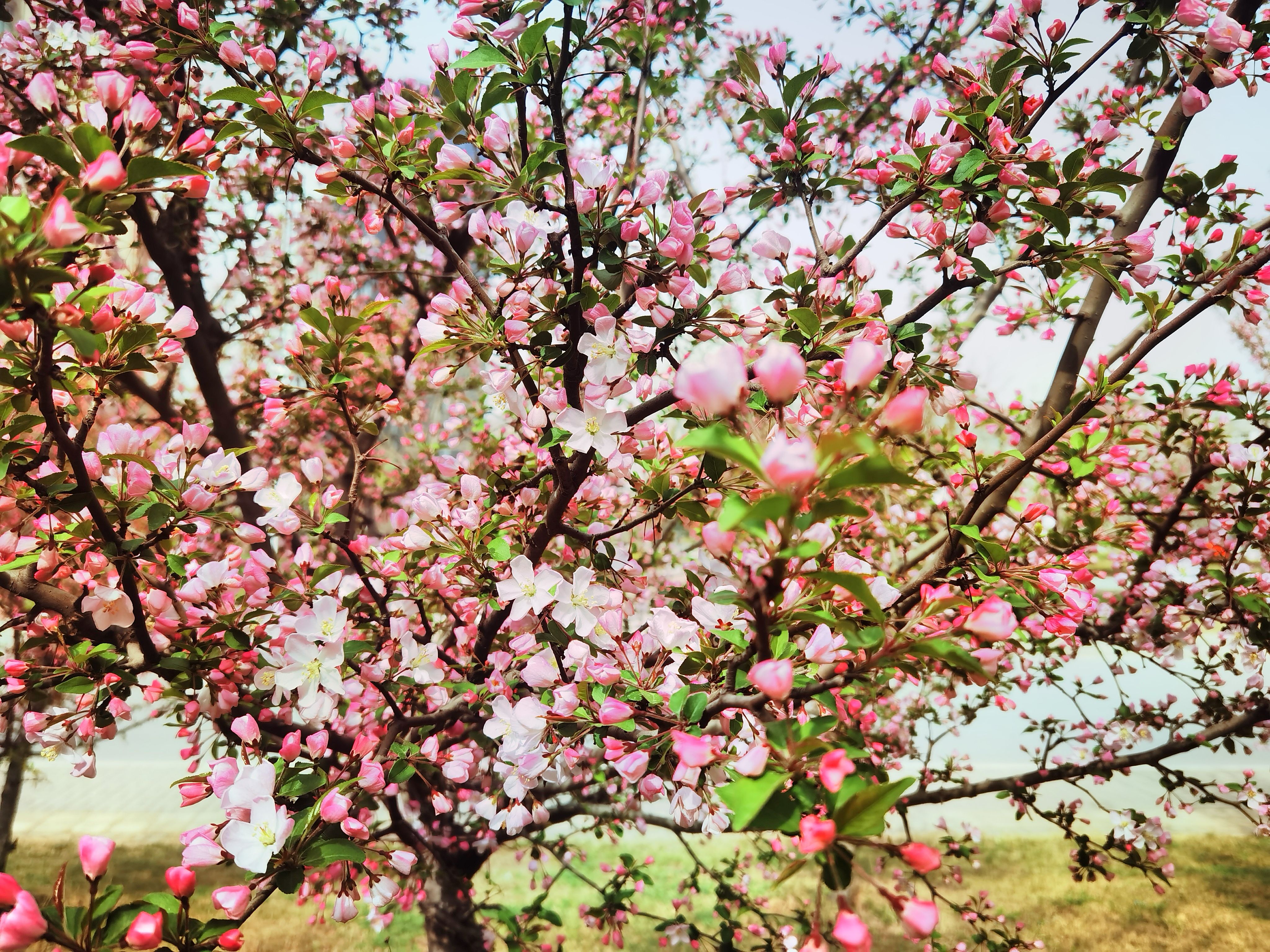 西平海棠:半开时节最妖娆
