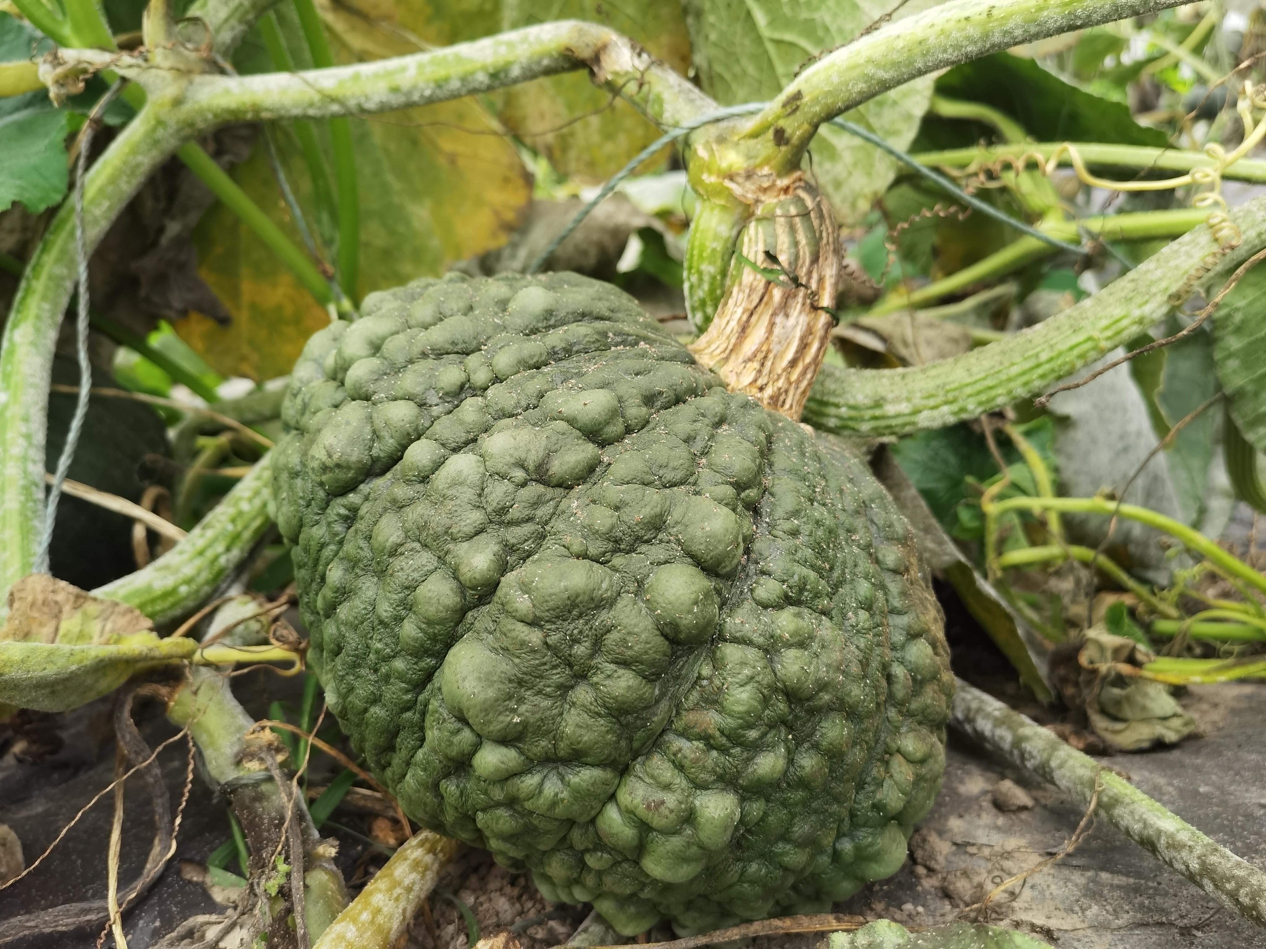 春种夏收 奉贤甜糯南瓜集中成熟上市