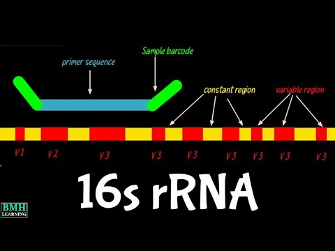 16s rrna-定义,特点,功能及应用