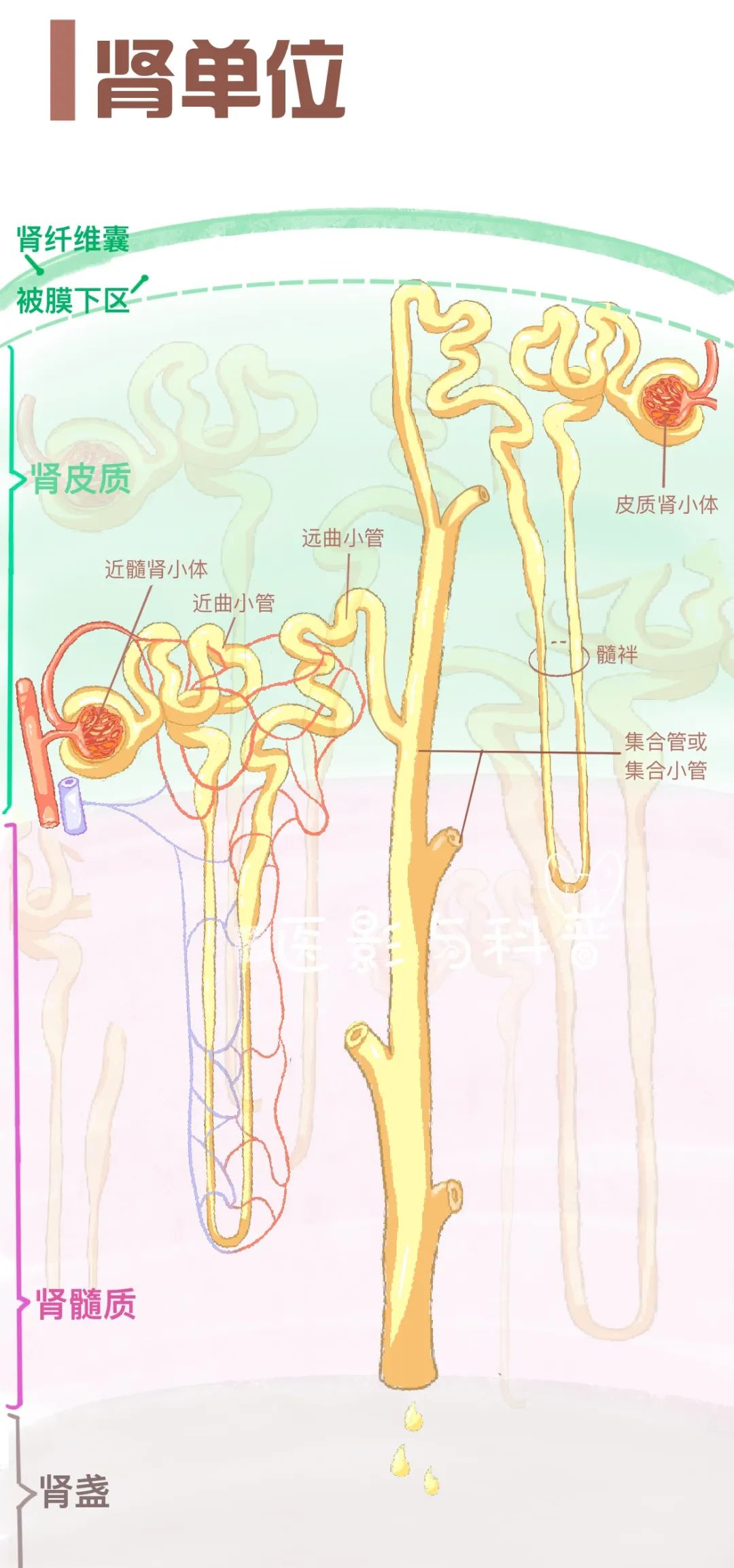 肾单位与肾小管重吸收的医学壁纸概览
