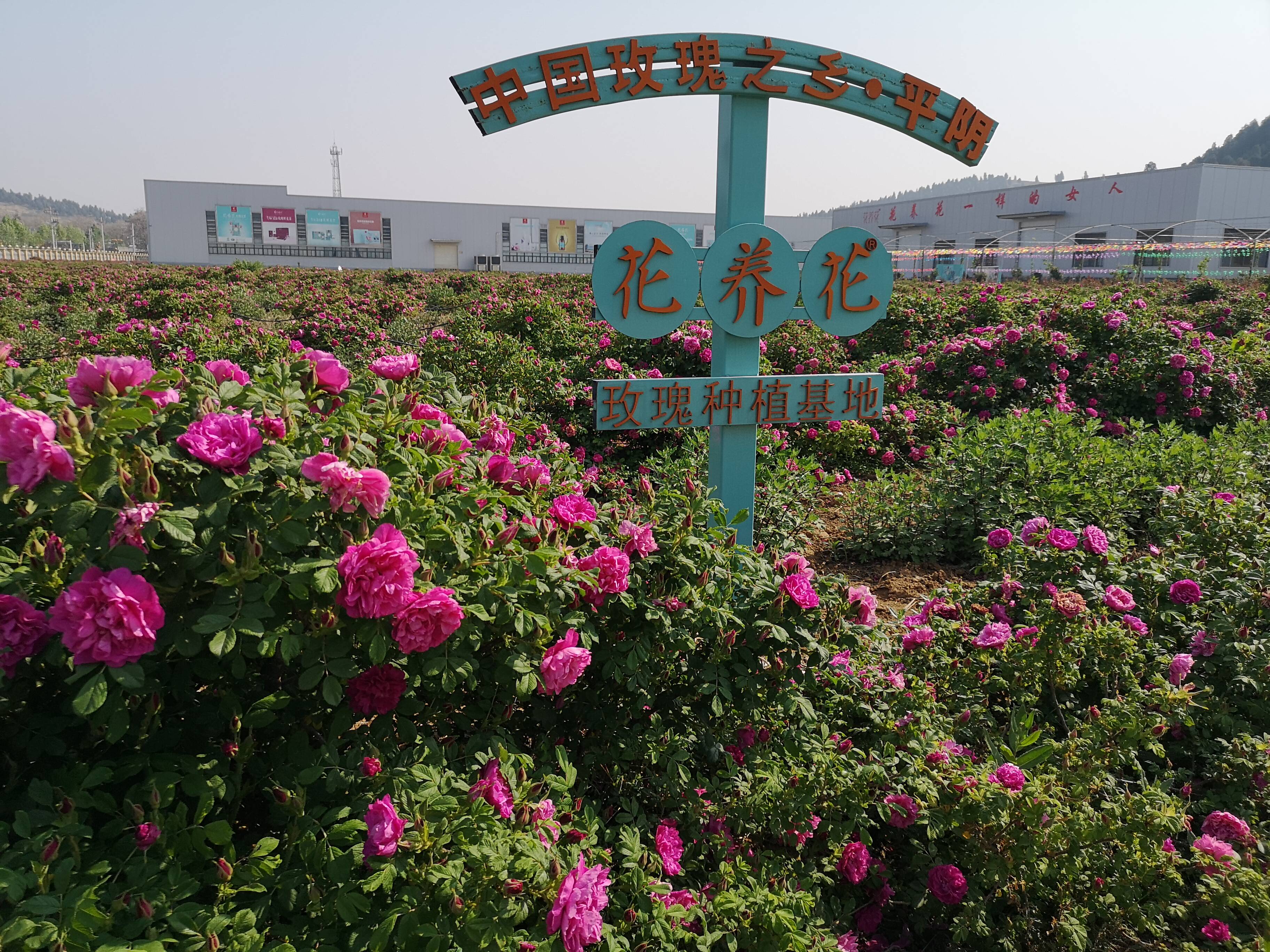 平阴玫瑰获批国家级地理标志保护示范区