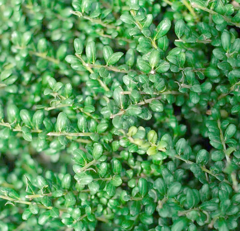 龟甲冬青:景观设计中的绿色新宠