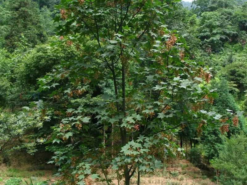 槭树科植物有哪些_百科TA说