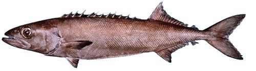 返团|阿拉斯加正宗银鳕鱼 凤庆滇红茶&高原玫瑰 马克珍妮儿童德绒内衣