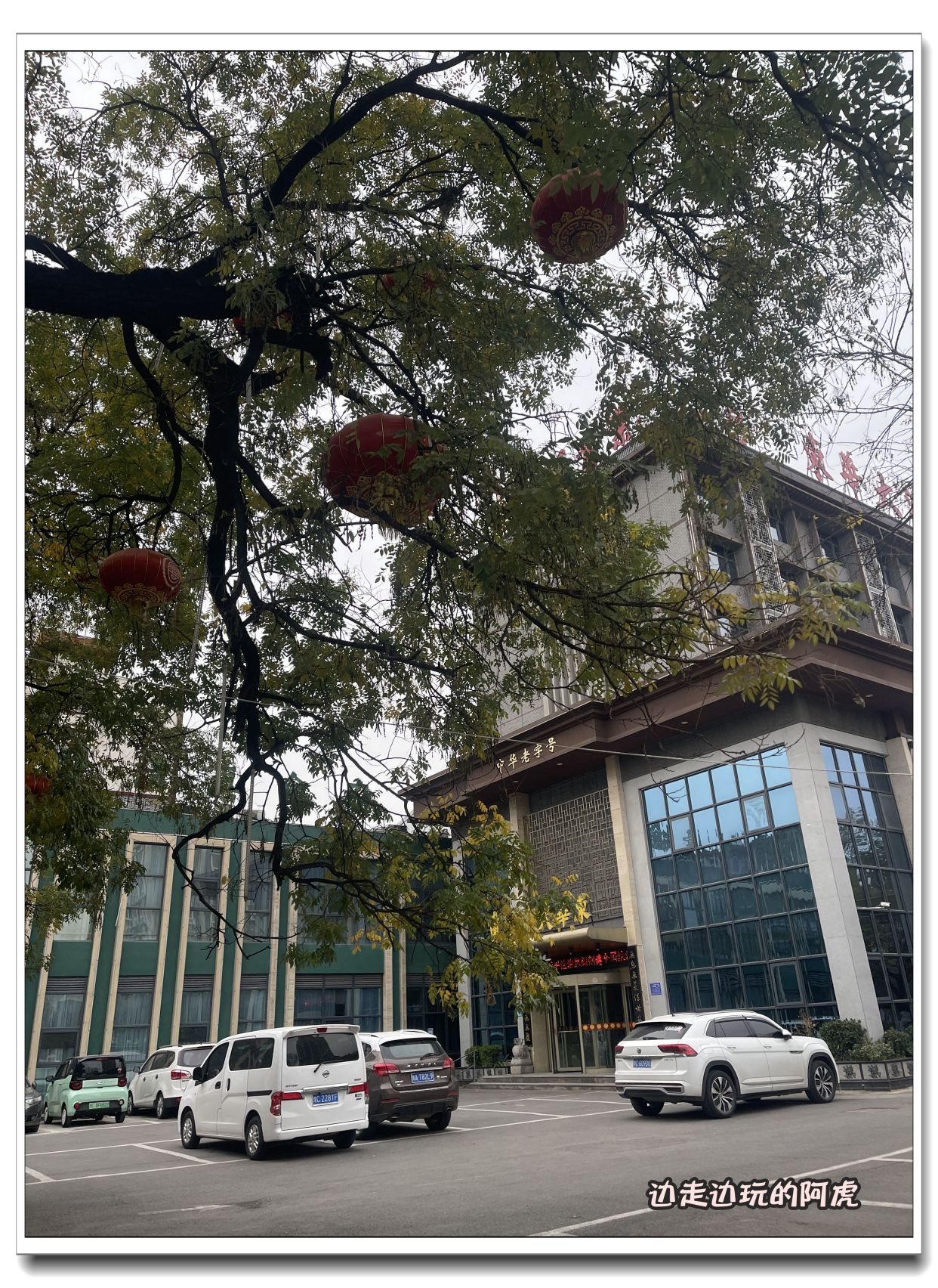 你知道吗?洛阳东华大酒楼门前的"大槐树"