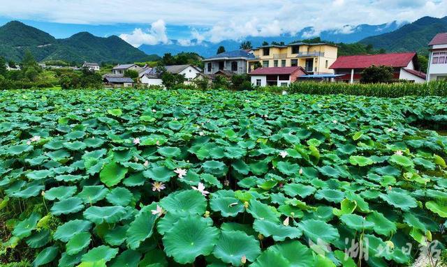 保康县歇马镇:美丽乡村 风"荷"日丽