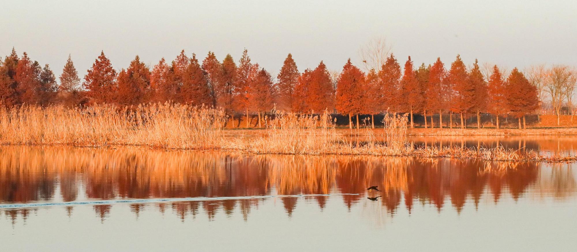 淮安湿地森林公园图片