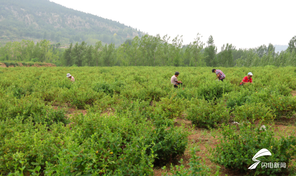 东平县银山镇东腊山村:百亩金银花鼓起群众"钱袋子"