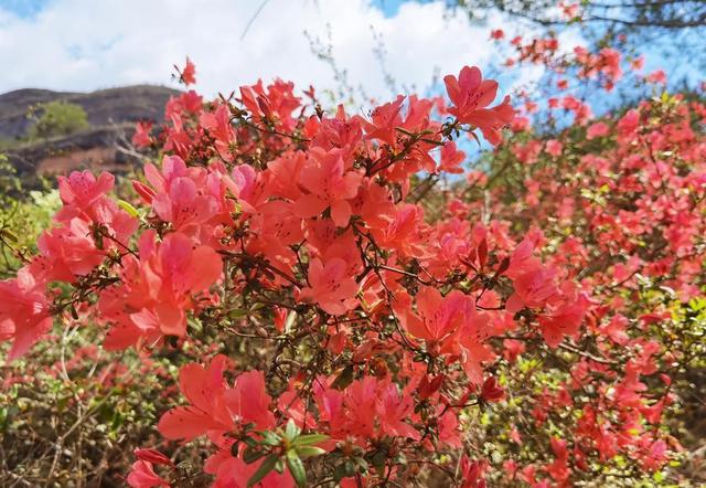 春光烂漫桃花红图片