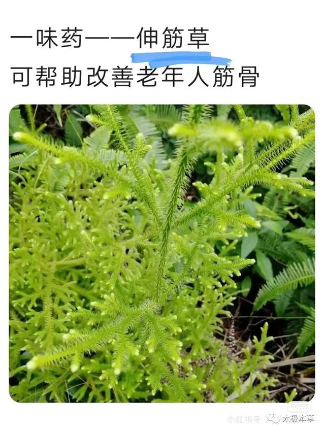 治腿疼的草药图片图片